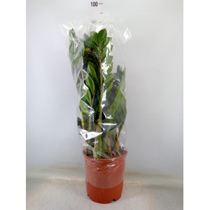 Zamioculcas zamiifolia