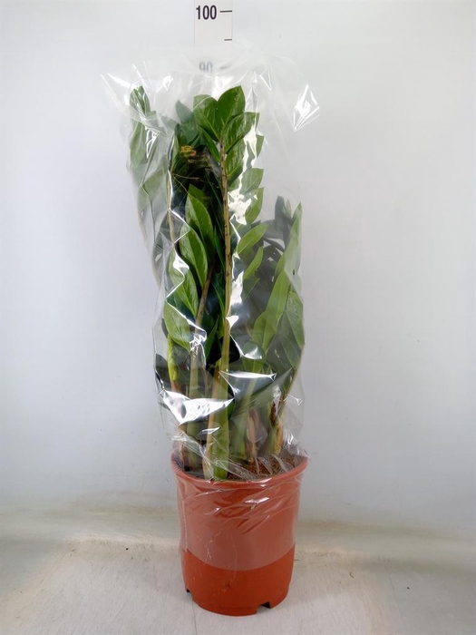 <h4>Zamioculcas zamiifolia</h4>