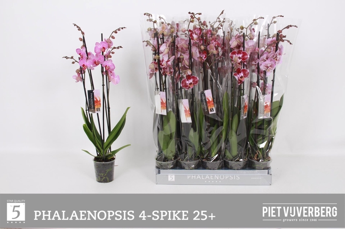 <h4>PHAL OV PAARS</h4>