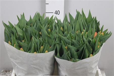 <h4>Tu En Time Out</h4>