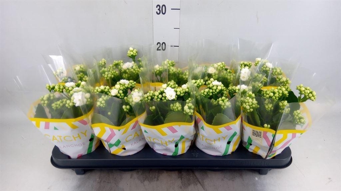 <h4>Kalanchoe blos. 'Calandiva Whites'</h4>