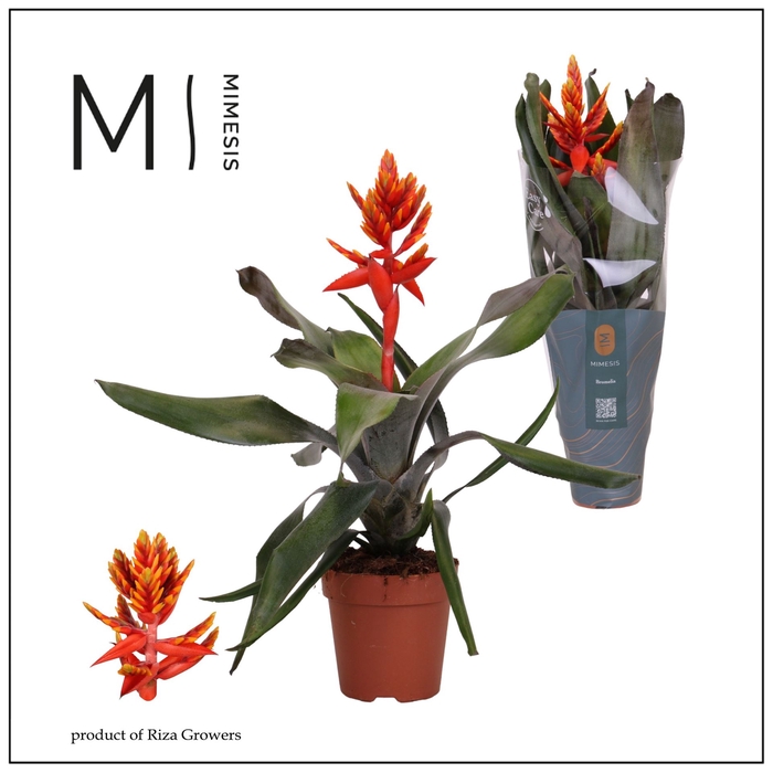 <h4>Aechmea  'Pepita Elegant Flames'</h4>
