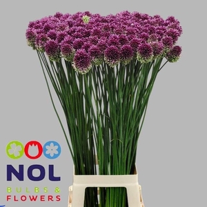 Allium Sphaerocephal