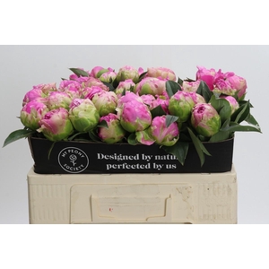 Paeonia Glory Hallelujah