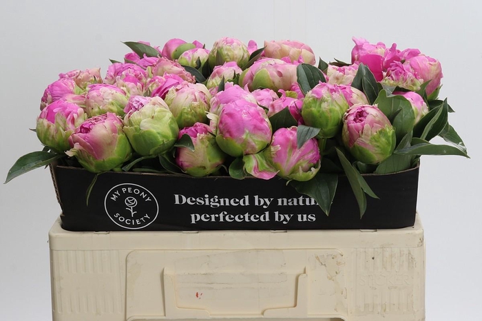 <h4>Paeonia Glory Hallelujah</h4>