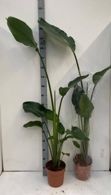 <h4>STRELITZIA NICOLAI</h4>