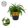 Chlorophytum Com Bonnie