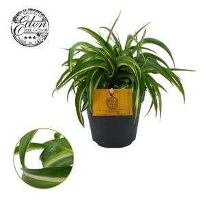 Chlorophytum Com Bonnie