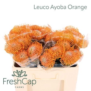 Leuco Ayoba Orange