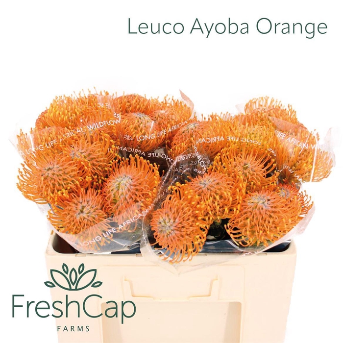 <h4>Leuco Ayoba Orange</h4>