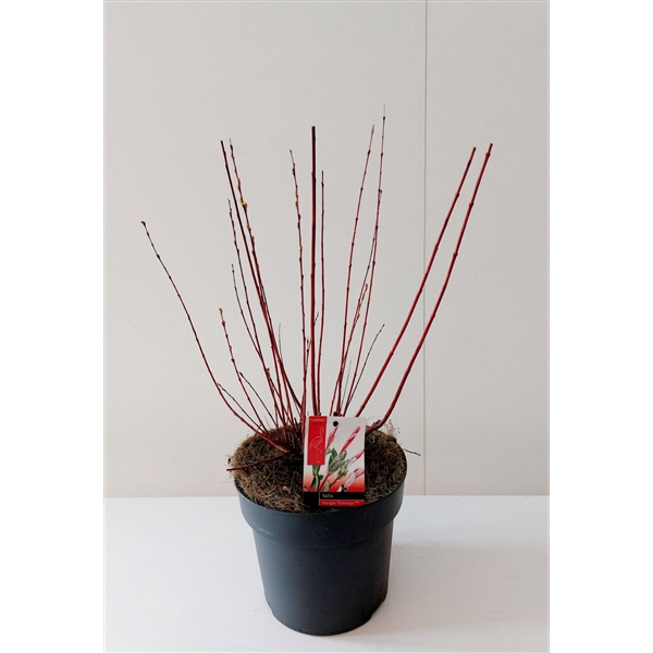 <h4>Salix Flamingo bush p21</h4>