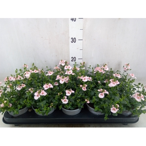 Diascia  'Piccadilly Appleblossom'