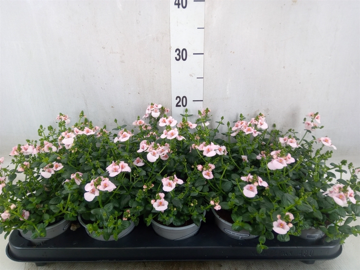 <h4>Diascia  'Piccadilly Appleblossom'</h4>