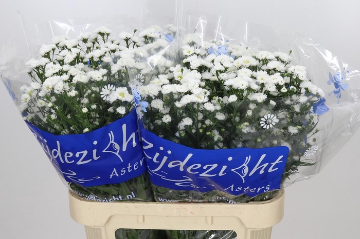 <h4>Aster Cassy</h4>