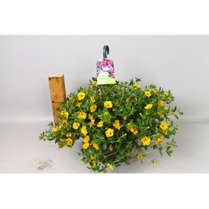CALIB CA ORANGE