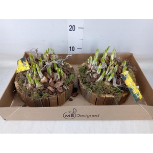 Arr.  Narcissus Tete Tete H%