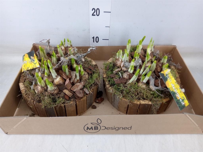 <h4>Arr.  Narcissus Tete Tete H%</h4>