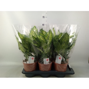 Dieffenbachia  'Compacta'