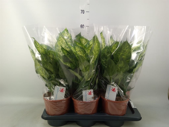 <h4>Dieffenbachia  'Compacta'</h4>