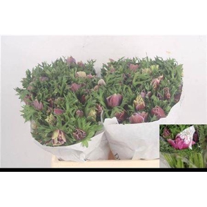 Anemone Mistral Rarity