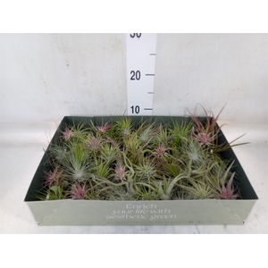 Tillandsia