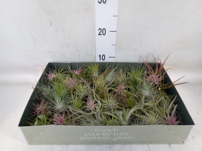 <h4>Tillandsia</h4>