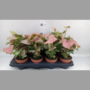 Syngonium podop.