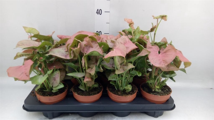 <h4>Syngonium podop.</h4>