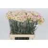 Dianthus St Lady Sheen