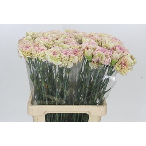 Dianthus St Lady Sheen