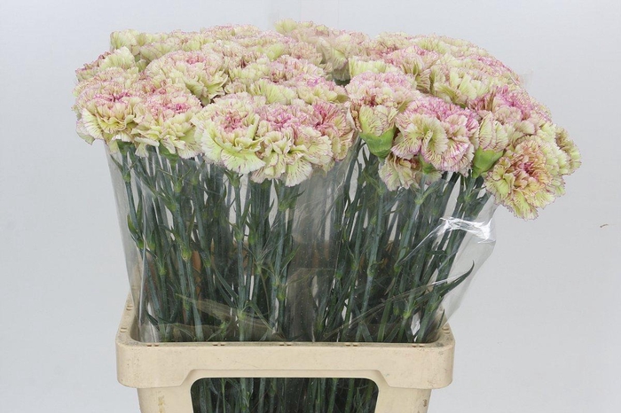 Dianthus St Lady Sheen