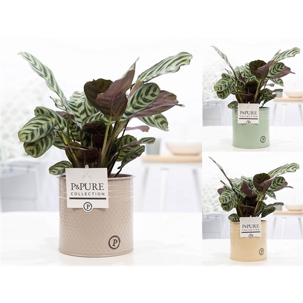 <h4>Ctenanthe Burle Marxii in P&PURE zinc pot Louise 4 assorti</h4>