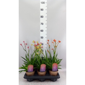 Anigozanthos   ...mix