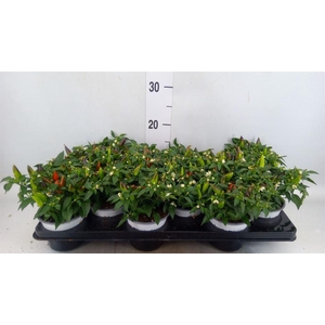 Capsicum annuum 'Favorit'   ...mix