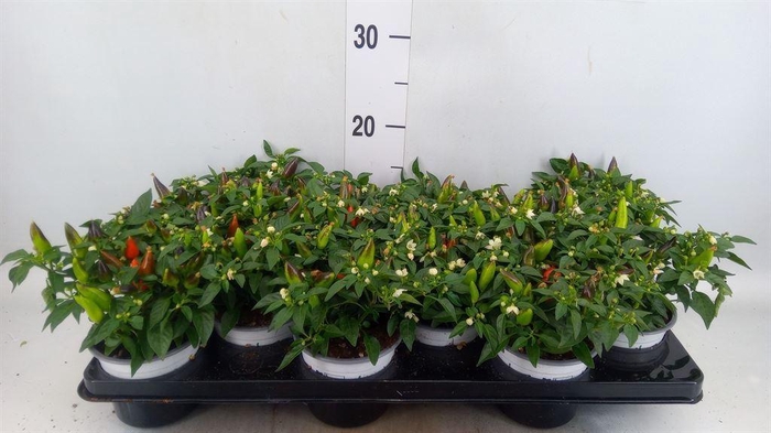 <h4>Capsicum annuum 'Favorit'   ...mix</h4>