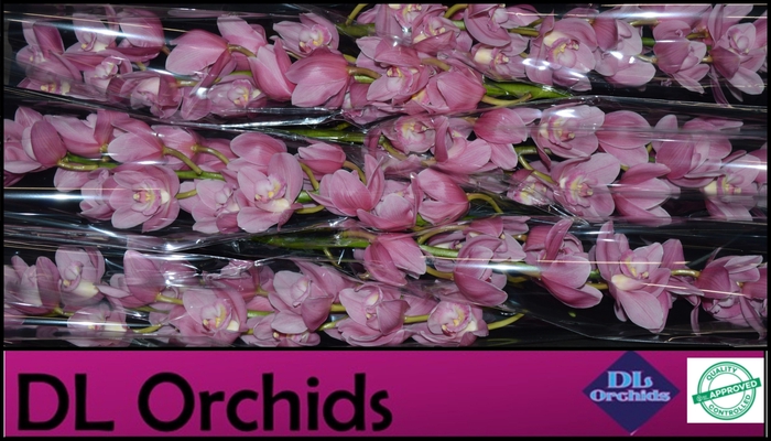 <h4>CYMB T BD ROSANNA ROZE P.DS</h4>