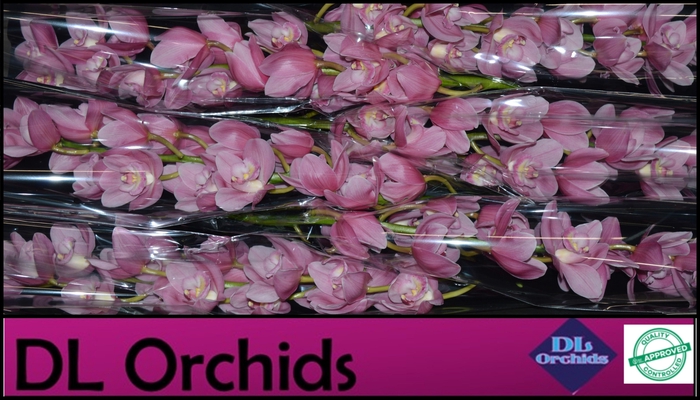 <h4>CYMB T BD ROSANNA ROZE P.TAK</h4>