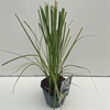 Cortaderia selloana Pumila