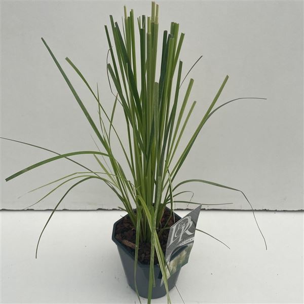 Cortaderia selloana Pumila