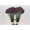 Allium Sphaerocephalon