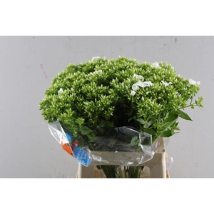 Phlox P Whitecap (wit)60cm