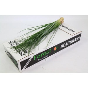 Beargrass x40