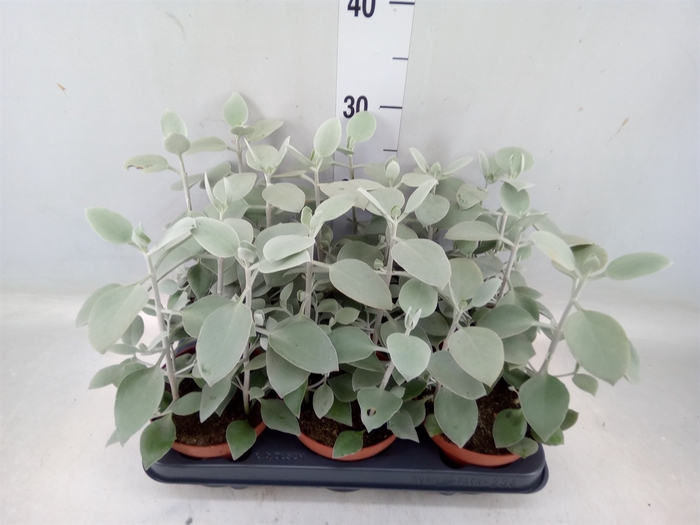 <h4>Kalanchoe NF   ...</h4>