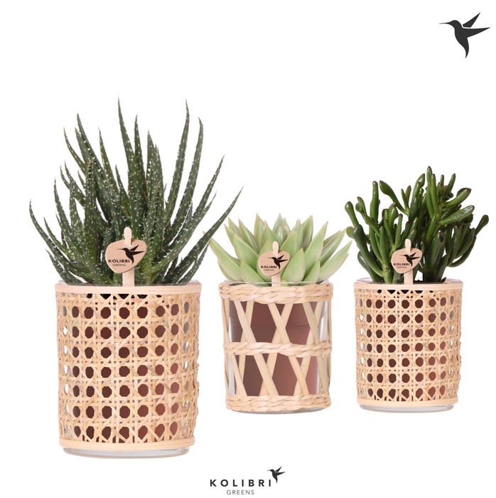 <h4>Kolibri Greens Succulenten mix in Rotan pot mix</h4>