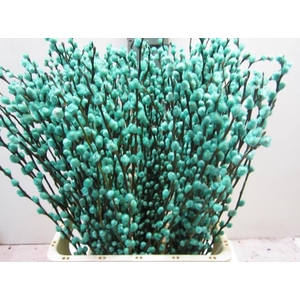 Salix Katje Mint L70