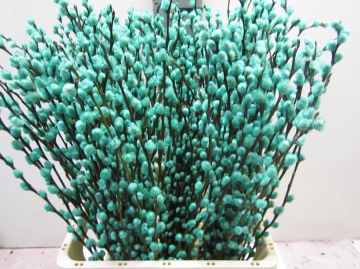 <h4>Salix Katje Mint L70</h4>