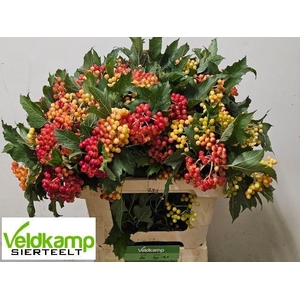 VIBUR OP COMPACTUM#