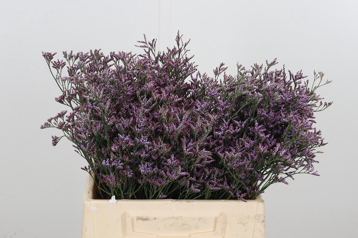 <h4>Lim Saf Pink Sky</h4>