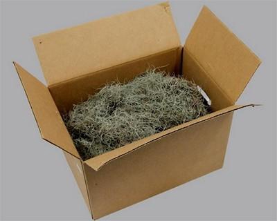 <h4>Moss tillandsia usneoides fijn (spanish moss)</h4>