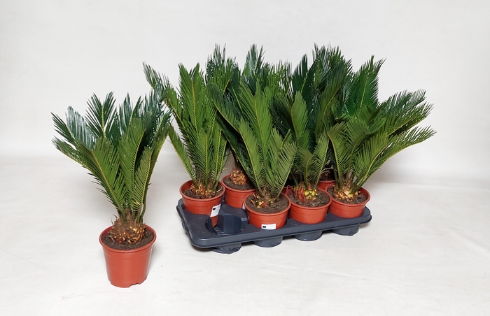 <h4>CYCAS REVOLUTA</h4>